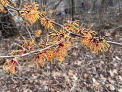 Hamamelis vernalis
