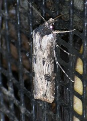 Agrotis malefida