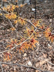Hamamelis vernalis