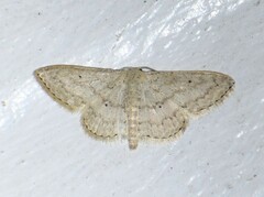 Scopula benitaria