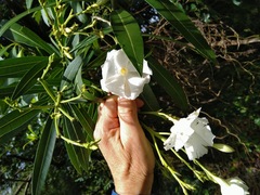 Nerium oleander