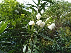 Nerium oleander