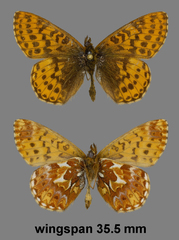 Boloria chariclea