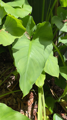 Zantedeschia aethiopica