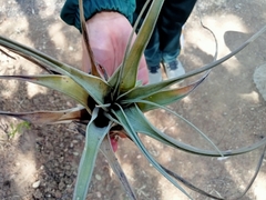 Tillandsia