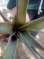 Tillandsia