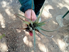 Tillandsia