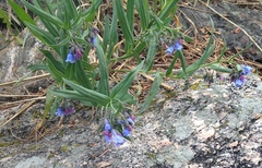 Mertensia lanceolata