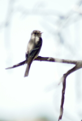 Empidonax wrightii