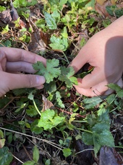 Geranium nepalense thunbergii