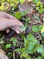 Geranium nepalense thunbergii
