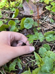 Geranium nepalense thunbergii