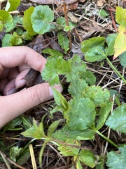 Geranium nepalense thunbergii