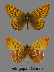 Boloria chariclea