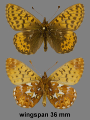 Boloria chariclea