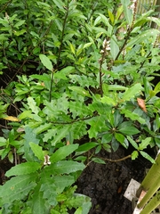 Acanthus ilicifolius