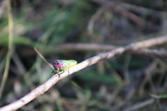 Aztecacris