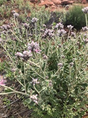 Ptilotus sessilifolius