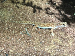 Rhynchoedura