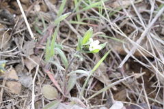 Buglossoides arvensis