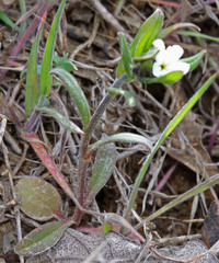 Buglossoides arvensis