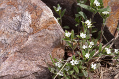 Buglossoides arvensis