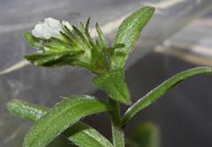 Buglossoides arvensis
