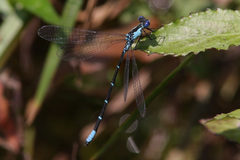 Chromagrion conditum