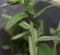 Buglossoides arvensis