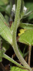 Buglossoides arvensis