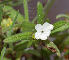 Buglossoides arvensis