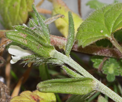 Buglossoides arvensis