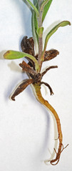 Buglossoides arvensis