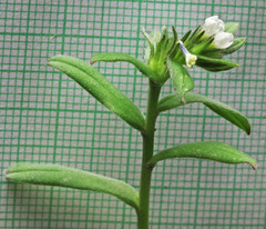Buglossoides arvensis