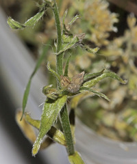 Buglossoides arvensis