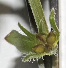 Buglossoides arvensis