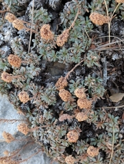 Petrophytum caespitosum