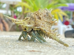 Clibanarius longitarsus