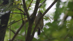 Ramphocaenus melanurus