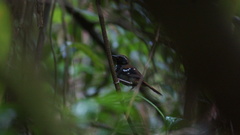 Myrmoderus squamosus