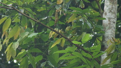 Todirostrum poliocephalum