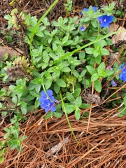 Evolvulus glomeratus