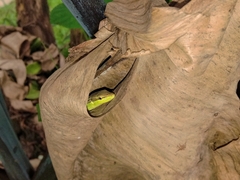 Takydromus sexlineatus