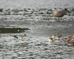 Calidris alpina pacifica