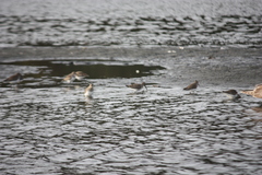 Calidris alpina pacifica