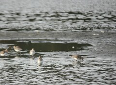 Calidris alpina pacifica