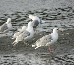 Larus glaucescens