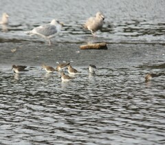 Calidris alpina pacifica