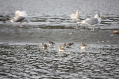 Calidris alpina pacifica