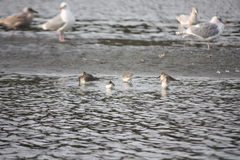 Calidris alpina pacifica